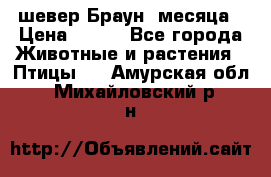 шевер Браун 2месяца › Цена ­ 200 - Все города Животные и растения » Птицы   . Амурская обл.,Михайловский р-н